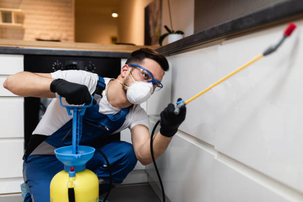Best Flea Control Services  in San Benito, TX