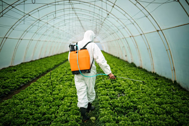 Best Pest Inspection Near Me  in San Benito, TX