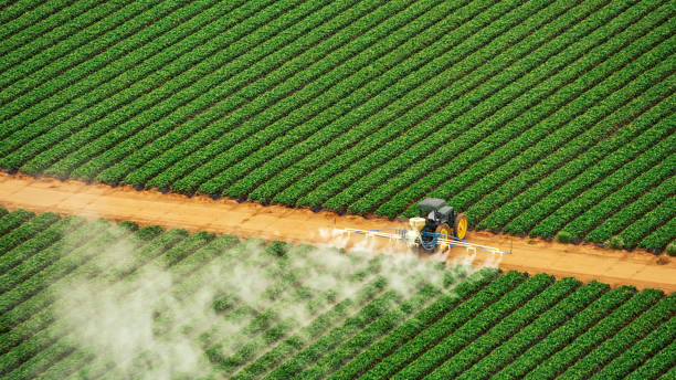 Best Pest Removal Services  in San Benito, TX