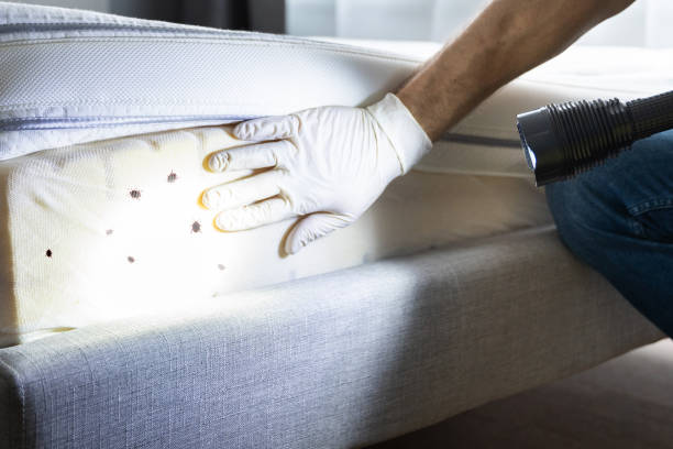Best Local Pest Control Services  in San Benito, TX
