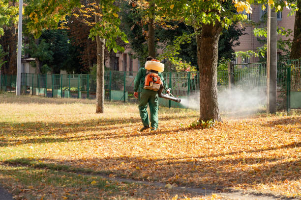 Flea Control Services in San Benito, TX
