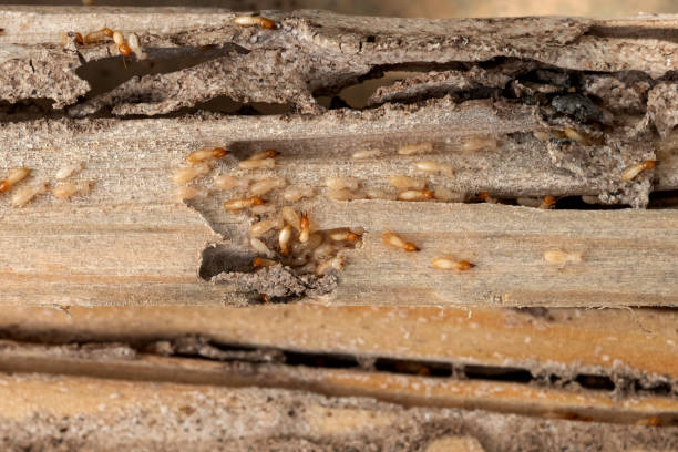 Best Rat Extermination Near Me  in San Benito, TX